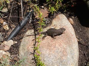 IMGP2947