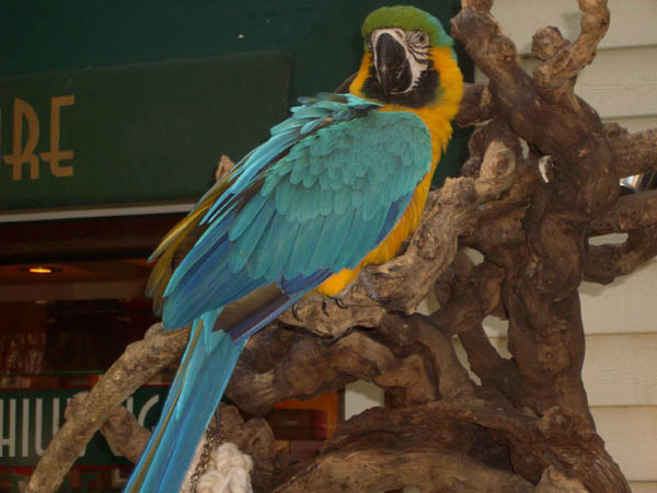 IMGP0593